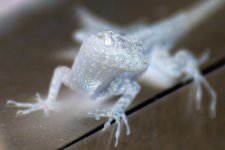 Lizard6.jpg