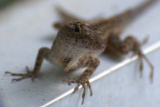 Lizard7.jpg