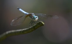 Dragon3.jpg