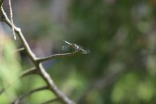 DSC_5887.jpg