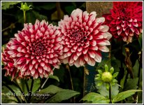 DSC__WLP_0001-128.jpg