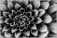 DSC__WLP_0001-125.jpg