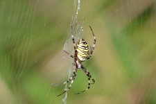 Wasp Spider 1.jpg