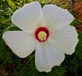 Hibiscus.jpg