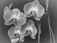 Orchid_BW-01-1.jpg