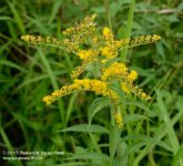 223 Goldenrod-130811-01_01.jpg
