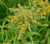 223 Goldenrod-130811-02_01.jpg