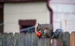 Who needs nuts1 (1 of 1).jpg