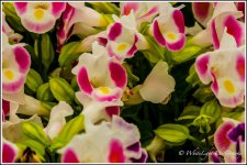 DSC__WLP_0004-4.jpg