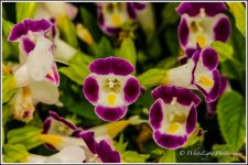 DSC__WLP_0003-4.jpg