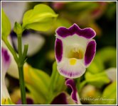 DSC__WLP_0002-23.jpg