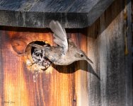 HouseWrenBox-15.jpg