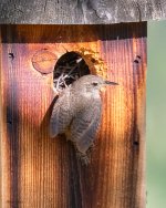 HouseWrenBox-16.jpg