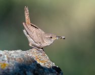 HouseWrenBox-18.jpg