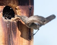 HouseWrenBox-19.jpg