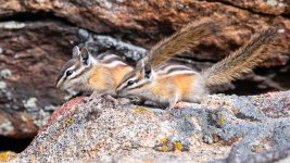 ChipperBuddies-15.jpg