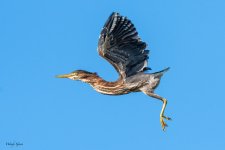 GreenHeronFlight-15.jpg