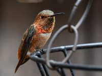 Hummer9.jpg
