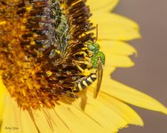 GreenSweatBee-15.jpg