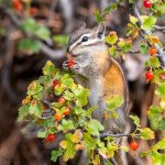 ChipperBerry-15.jpg