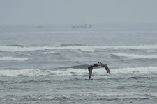 SNY00134_LNSh_cr.jpg