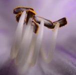 Hosta Stamen.JPG