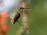 Hummer3.jpg