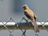 ROY_0706.JPG