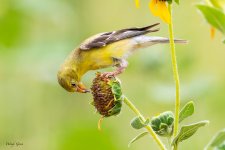 GoldfinchSeed-20.jpg