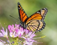 Viceroy-22.jpg