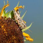 Grasshopper-20.jpg