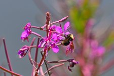 500_0068R_L_cr_sm.jpg