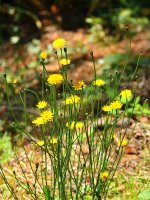 500_0044R_cr_sm.jpg