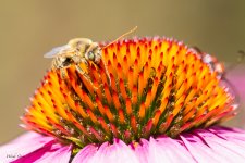 BeeFlower-25.jpg