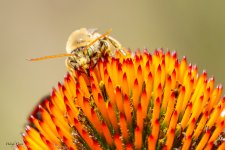 BeeFlower-23.jpg
