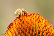 BeeFlower-24.jpg