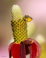 BeeFlower-26.jpg