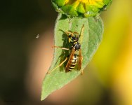 WaspVsMosquito-23.jpg