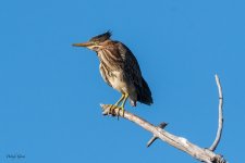GreenHeron-23.jpg