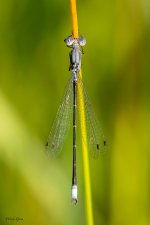Damsel-20.jpg