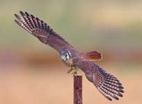 ROY_0891.JPG
