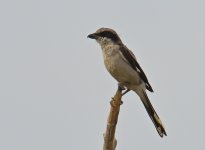 ROY_0950.JPG