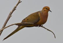 ROY_0955.JPG