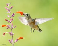 HummerFlower-24.jpg