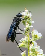 GreatBlackWasp-23.jpg