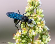 GreatBlackWasp-24.jpg