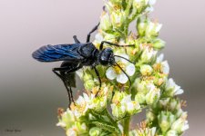 GreatBlackWasp-25.jpg