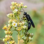 GreatBlackWasp-26.jpg