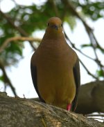 ROY_1162.JPG