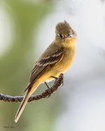 Cordilleran-28.jpg